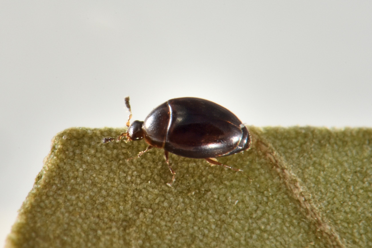 Corylophidae: Orthoperus sp? Sì.